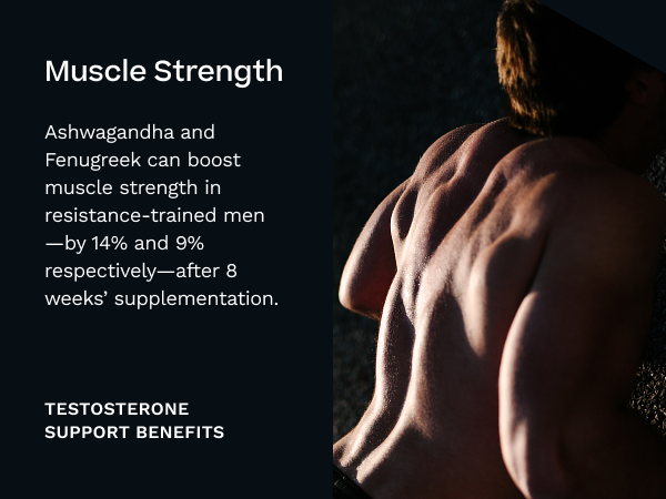 Testosterone Support for Men